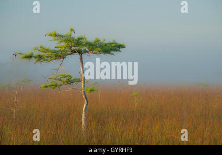 Zwerg Zypresse (Taxodium Distichum), Sawgrass Grasland, Nebel, Dem Everglades-Nationalpark, Florida USA Stockfoto