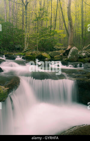 Mittlere Zinke der kleine Fluss, Frühling, tolle Smoky Mountains National Park, Tennessee USA von Bill Lea Dembinsky P Stockfoto