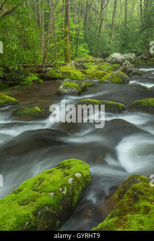 Moosbedeckten Felsen und Geröll entlang Roaring Fork River, Sommer, Great Smoky Mountain National Park, Tennessee, USA Stockfoto