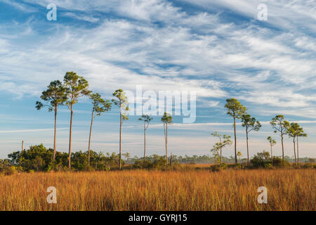 Sawgrass Grasland und Slash Kiefern (Pinus Elliottii), Everglades-Nationalpark, Florida USA-Dembin Stockfoto