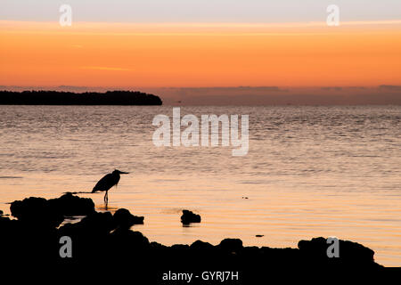 Silhouetten des Great Egret (Ardea alba) entlang der Florida Bay bei Sonnenaufgang, Everglades National Park, Florida USA, von Bill Lea/Dembinsky Photo Assoc Stockfoto