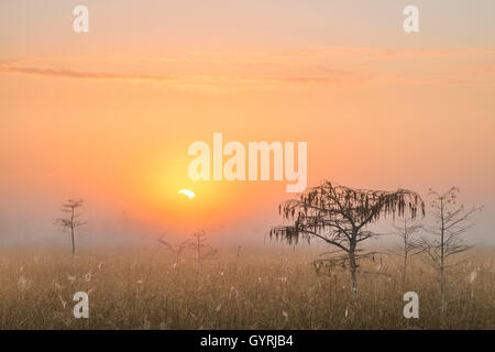 Sonnenaufgang und Zwerg Zypresse (Taxodium Distichum), Sawgrass Grasland, Nebel, Everglades-Nationalpark, Florida USA Stockfoto