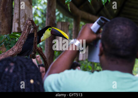 Alajuela, Costa Rica - Mai 02: Toucan in einem privaten Wildtiere Zuflucht und lernen für die Öffentlichkeit zugänglich. 2. Mai 2016 Alajuela, Stockfoto