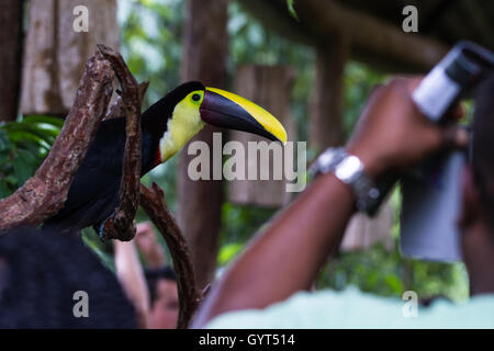 Alajuela, Costa Rica - Mai 02: Toucan in einem privaten Wildtiere Zuflucht und lernen für die Öffentlichkeit zugänglich. 2. Mai 2016 Alajuela, Stockfoto