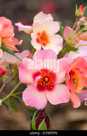 Rose, "For Your Eyes Only" Stockfoto