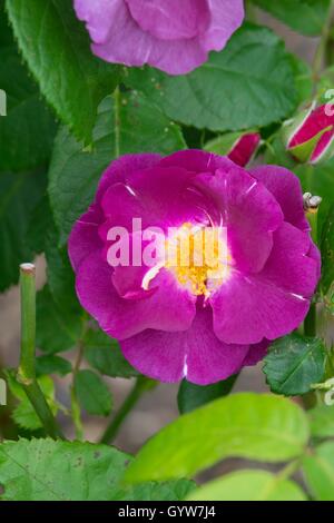 Rose "Rhapsody In Blue" Stockfoto