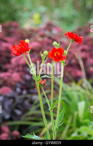 Geum Chiloense "Frau Bradshaw". Stockfoto