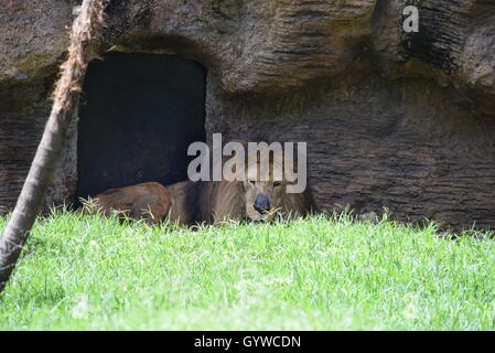 Afrikanische männlicher Löwe (Panthera Leo Leo), liegen bei Aurora Zoo, Guatemala Stockfoto