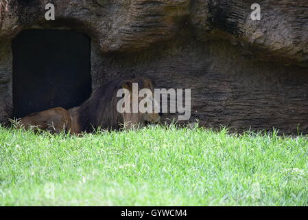 Afrikanische männlicher Löwe (Panthera Leo Leo), liegen bei Aurora Zoo, Guatemala Stockfoto