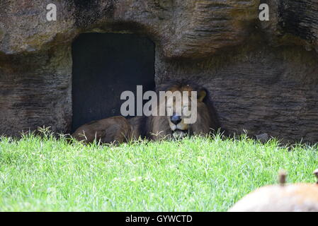 Afrikanische männlicher Löwe (Panthera Leo Leo), liegen bei Aurora Zoo, Guatemala Stockfoto