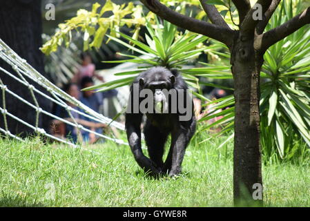 Schimpanse nähert sich während des Essens bei Aurora Zoo, Guatemala Stockfoto