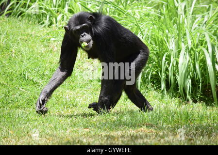 Schimpansen Essen in Aurora Zoo, Guatemala Stockfoto