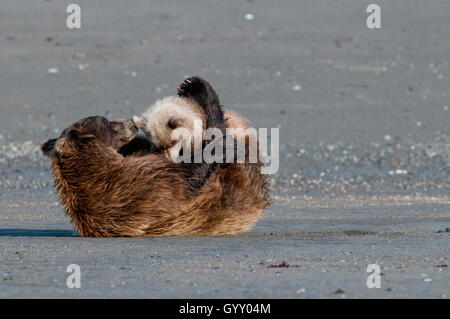 Braunbär säen (Ursus Arctos) Krankenpflege Cub in Lake-Clark-Nationalpark, AK Stockfoto