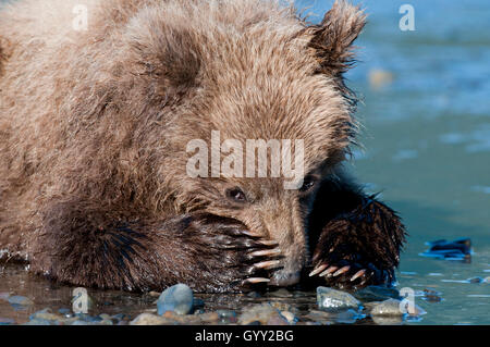 Brown Bear Cub (Ursus Arctos) ruhen am Strand mit seinen Pfoten auf seine Nase in Lake-Clark-Nationalpark, Alaska Stockfoto