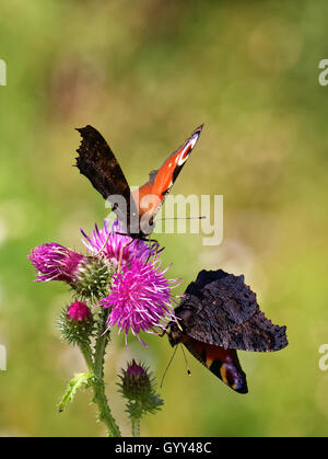 Peacock Schmetterlinge (Inachis Io) Fütterung auf Distel Blume. Stockfoto