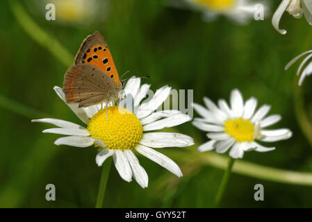 Große Kupfer (Lycaena Dispar) Fütterung auf Daisy Blume. Stockfoto