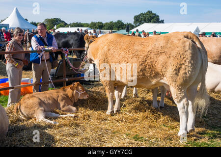 Britische blonde Kuh und Kalb bei den Stokesley landwirtschaftliche 2016 Stockfoto