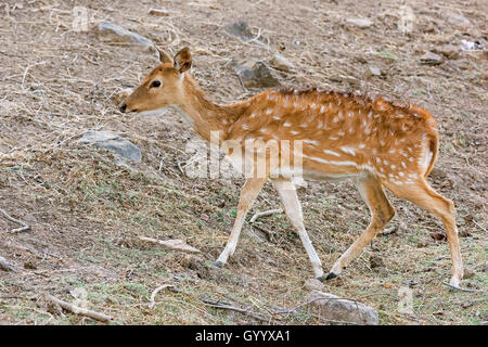Axishirsch Oder Chital (Axis Axis) Im Trockenwald, Ranthambhore-Tigerreservat, Rajasthan, Indien. Stockfoto