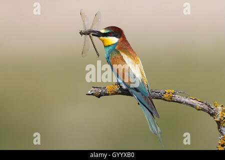 Europäische Bienenfresser (Merops apiaster) mit einem weiblichen Blue Green Darner (Aeshna cyanea) im Schnabel, Nickelsdorf Stockfoto