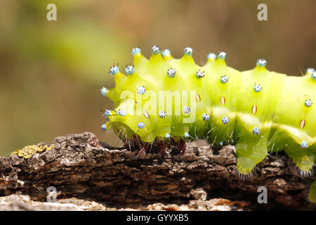 Große Kaiser Motte (Saturnia Pyri), Caterpillar, Nationalpark Neusiedler See, Burgenland, Österreich Stockfoto