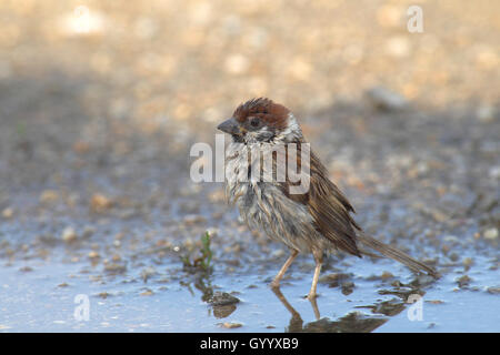 Feldsperling (Passer montanus) taucht in einer Pfütze, Apetlon, Nationalpark Neusiedler See, Burgenland, Österreich Stockfoto