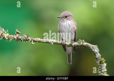 Gefleckte Schopftyrann (Muscicapa Striata), erwachsenen Vogel auf einem flechten Zweig, Nordrhein-Westfalen, Deutschland sitzen Stockfoto