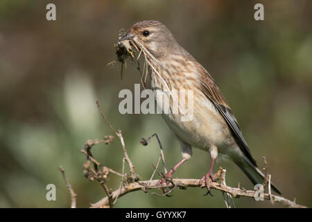 Gemeinsame hänfling (Carduelis cannabina), Weibliche mit Nistmaterial im Schnabel, Texel, Niederlande Stockfoto