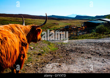 Scottish Highland Cattle (Bos primigenius taurus) auf eine unbefestigte Straße, hinter der Scheune, Elgol, Isle of Skye, Highland, Schottland Stockfoto