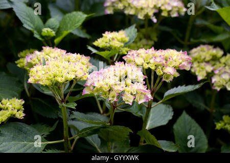 Hydrangea Macrophylla Hamburg 'Raham' blüht im Spätsommer. Stockfoto