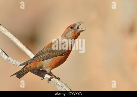 Red gegenwechsel (Loxia curvirostra), Pyrenäen, Katalonien, Spanien Stockfoto