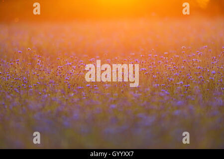 Abendsonne über dem Bereich der Kornblumen (Centaurea cyanus), Sachsen, Deutschland Stockfoto