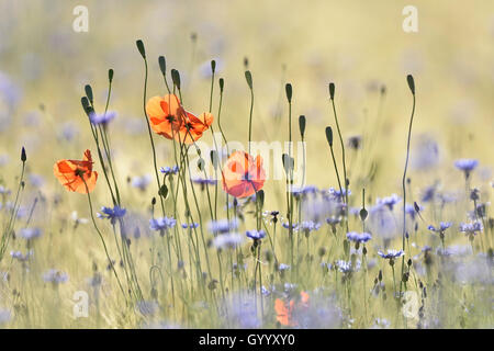 Blumen im Kornfeld, gemeinsame Mohn (Papaver rhoeas)- und Kornblumen (Centaurea cyanus), Sachsen, Deutschland Stockfoto