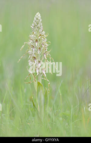 Lizard orchid (Himantoglossum hircinum), Thüringen, Deutschland Stockfoto