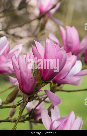 Magnolia 'Caerhays Überraschung' Blumen. Stockfoto