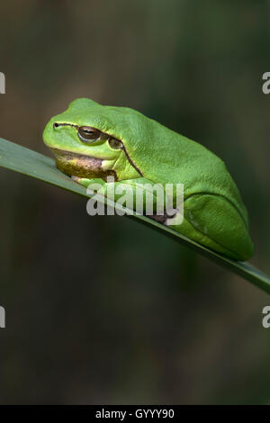 Laubfrosch (Hyla arborea) auf Blatt, Burgenland, Österreich sitzen Stockfoto