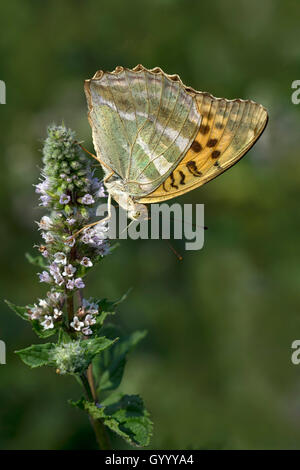 Silber - gewaschen fritillary (Ceriagrion tenellum) auf Blume, Burgenland, Österreich Stockfoto