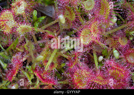 Runde-leaved Sonnentau (Drosera rotundifolia), feuchtbiotop Filz, Wörgl, Tirol, Österreich Stockfoto