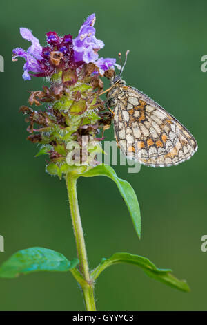 Heide fritillary (Mellicta athalia) auf Blume, Burgenland, Österreich Stockfoto