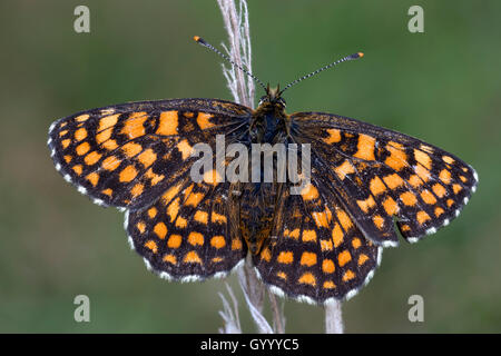 Heide fritillary (Mellicta athalia), Burgenland, Österreich Stockfoto