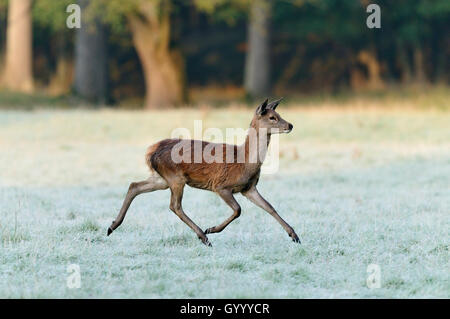 Red Deer (Cervus elaphus), Kalb, bedeckt mit Raureif Wiese, Captive, Nordrhein-Westfalen, Deutschland Stockfoto