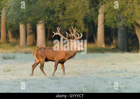 Red Deer (Cervus elaphus) brüllen, bedeckt mit Raureif Wiese, hirschbrunft, Captive, Nordrhein-Westfalen, Deutschland Stockfoto