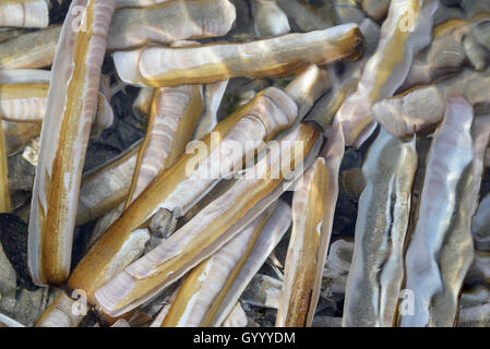 Atlantic jackknife Clam (ensis Directus), leere Hüllen im Wasser, Norderney, Ostfriesische Inseln, Niedersachsen, Deutschland Stockfoto