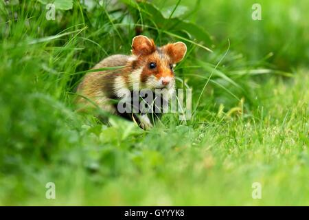 Junge europäische Hamster (Cricetus cricetus) sitzt auf einer Wiese, Österreich Stockfoto