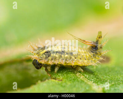 Thistle Schildkröte Käfer (cassida Rubiginosa), Larve auf die Klette (Arctium Lappa), Deutschland Stockfoto