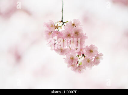 Kirschblüten (Prunus subhirtella), Tirol, Österreich Stockfoto