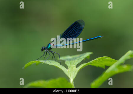 Männliche schöne Demoiselle (Calopteryx Virgo), Hessen Stockfoto