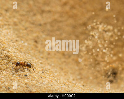 Europäische antlion (Euroleon nostras), Ant (Formica rufibarbis erfasst), die versuchen, aus den konischen Grube zu fliehen, während die Antlion Sand über und vor der Ant wirft, Deutschland Stockfoto