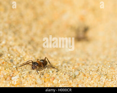 Europäische antlion (Euroleon nostras), Ant (Formica rufibarbis erfasst), die versuchen, aus den konischen Grube zu fliehen, Deutschland Stockfoto