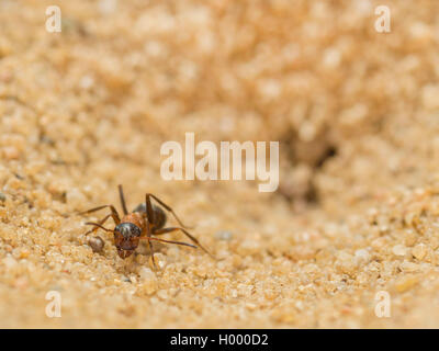 Europäische antlion (Euroleon nostras), Ant (Formica rufibarbis erfasst), die versuchen, aus den konischen Grube zu fliehen, Deutschland Stockfoto