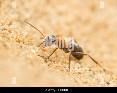 Europäische antlion (Euroleon nostras), Ant (Formica rufibarbis erfasst), die versuchen, aus den konischen Grube zu fliehen, Deutschland Stockfoto